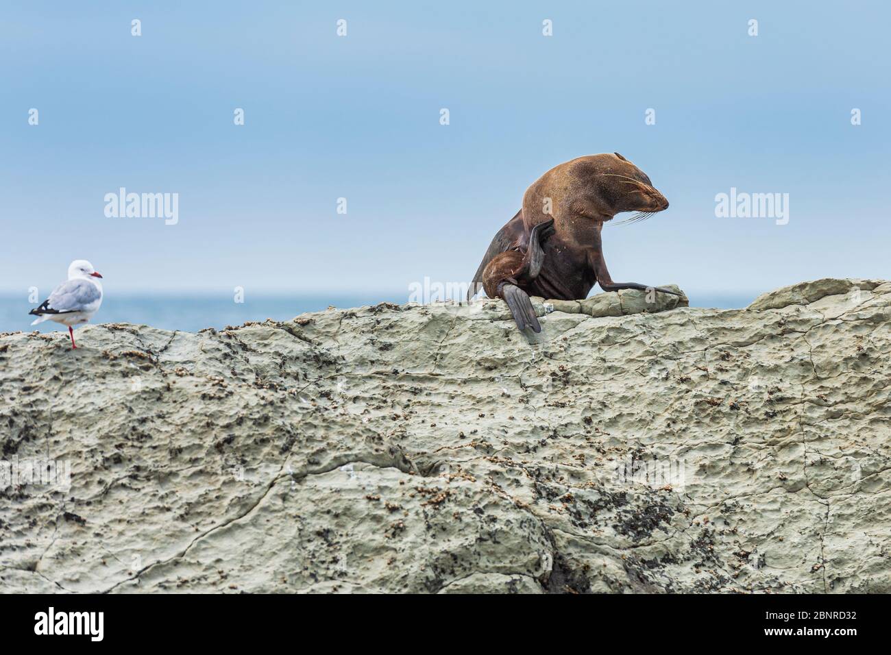Un phoque à fourrure sauvage (kekeno) reposant sur les rochers de Kaikoura en Nouvelle-Zélande. Banque D'Images