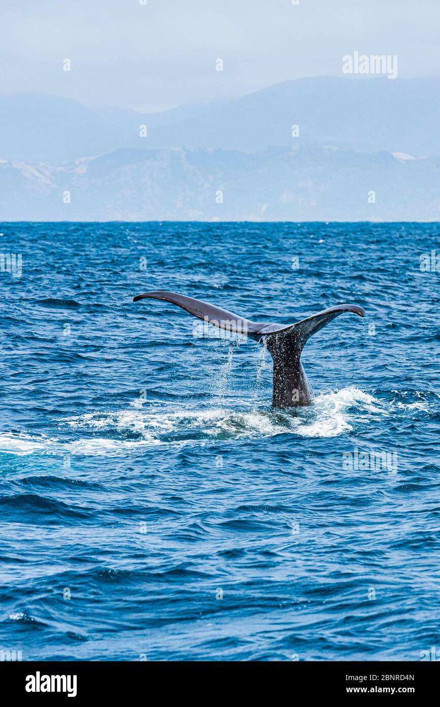 Queue d'un cachalot sur le point de plonger, prise au large de la côte de Kaikoura en Nouvelle-Zélande Banque D'Images