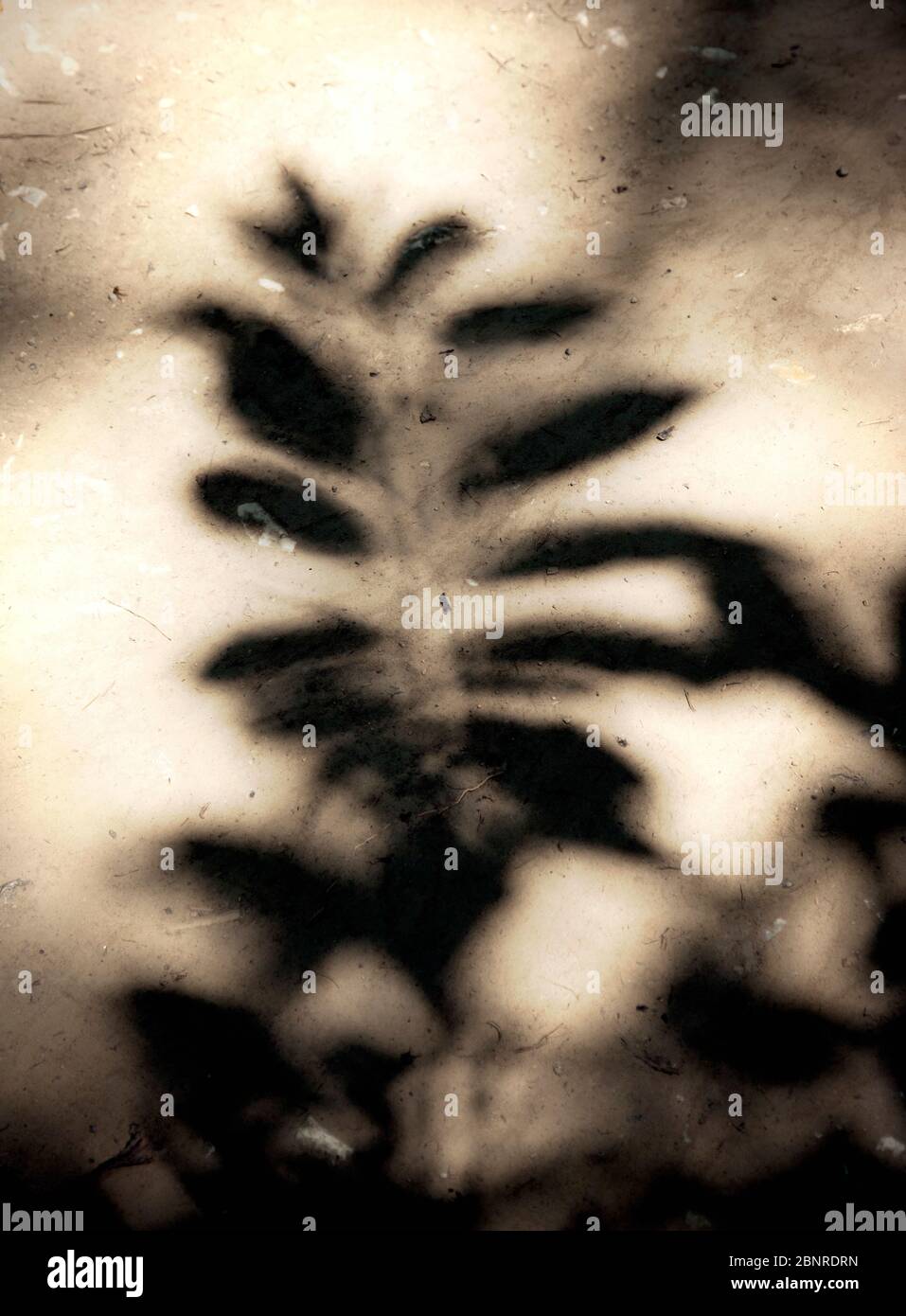 Ombres, feuilles, plantes, Toscane, Italie Banque D'Images