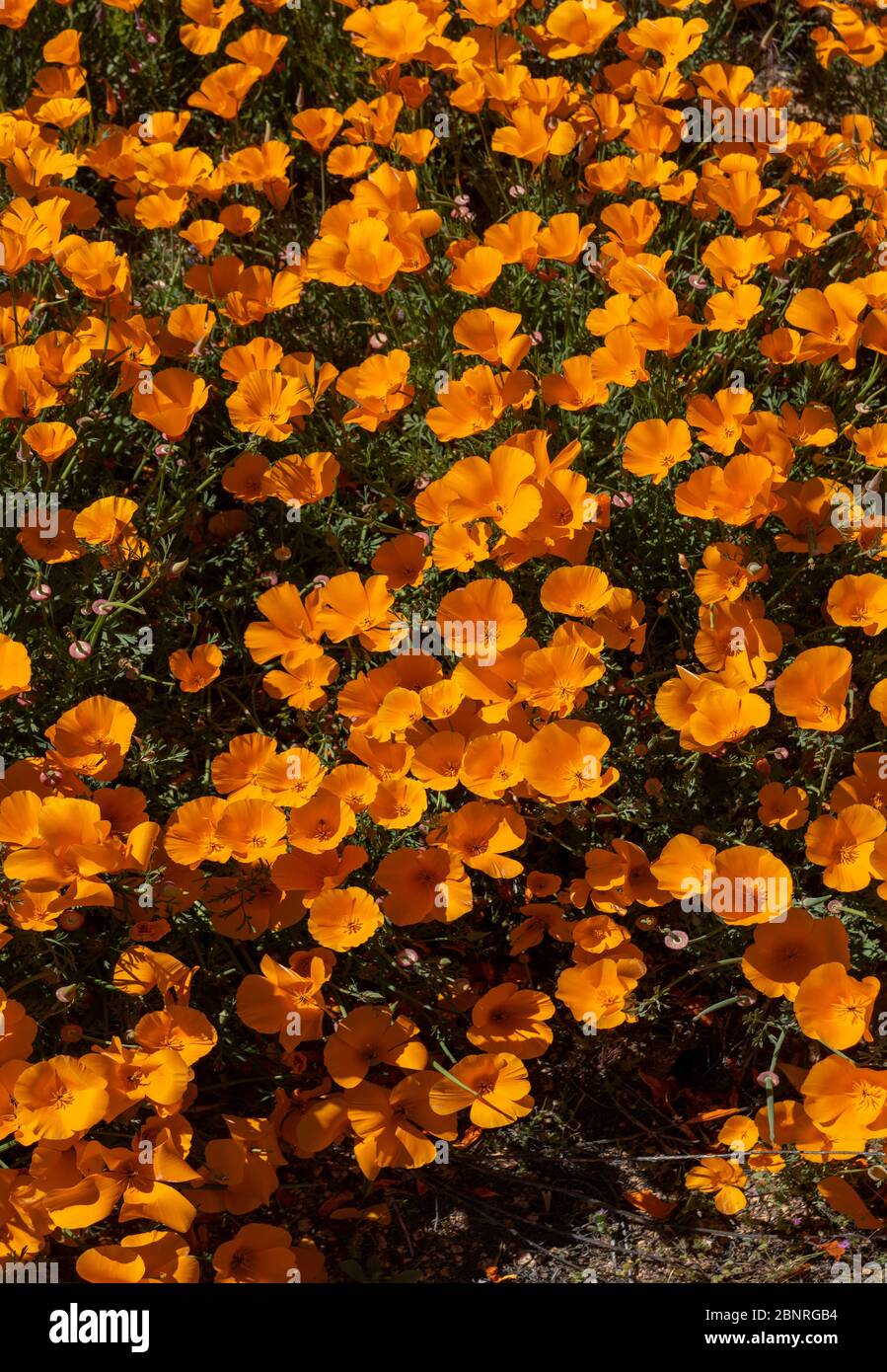 8mm Fleurs Orange Touffes D'herbes 