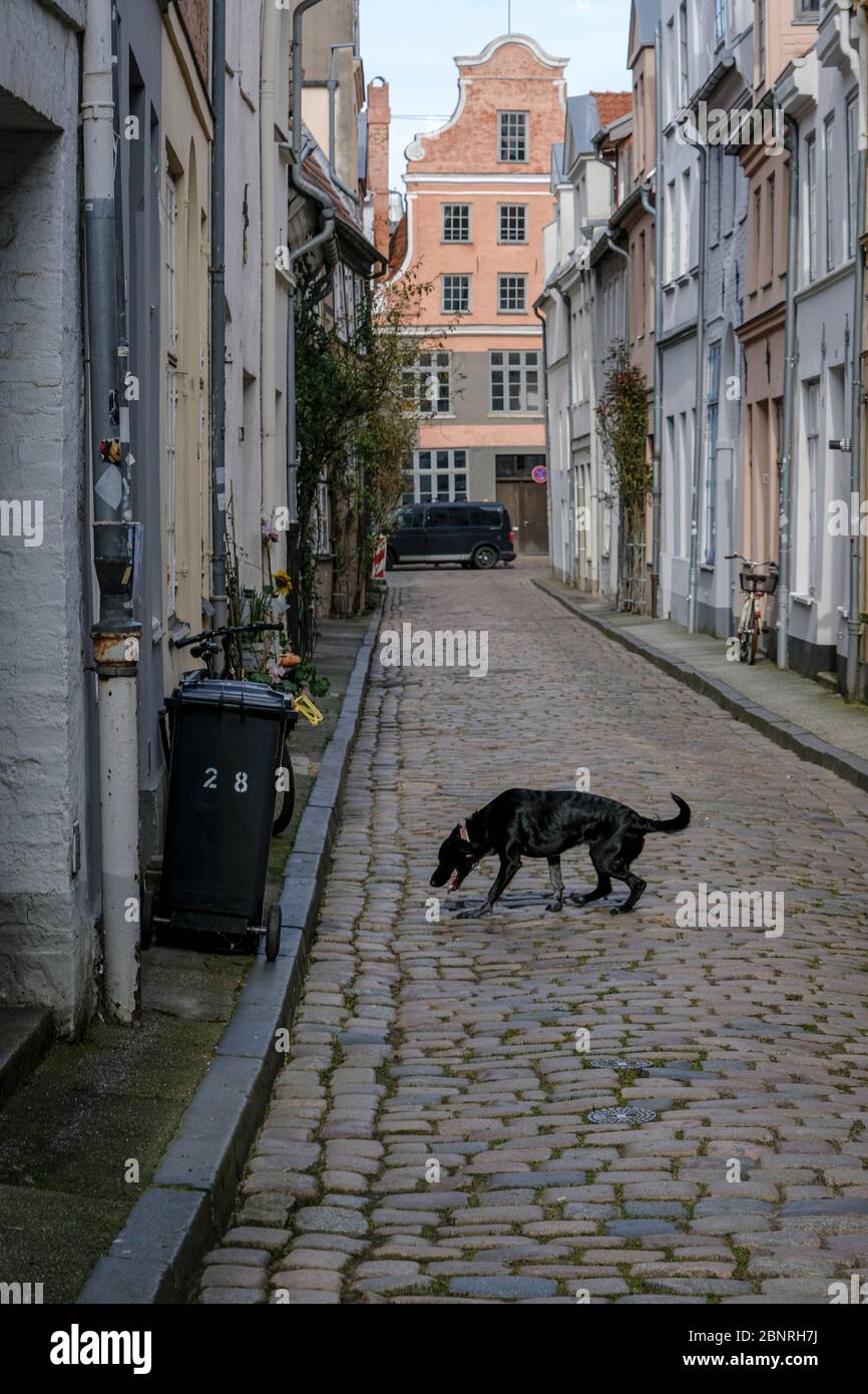 Rue vide à Lübeck, chien solitaire Banque D'Images