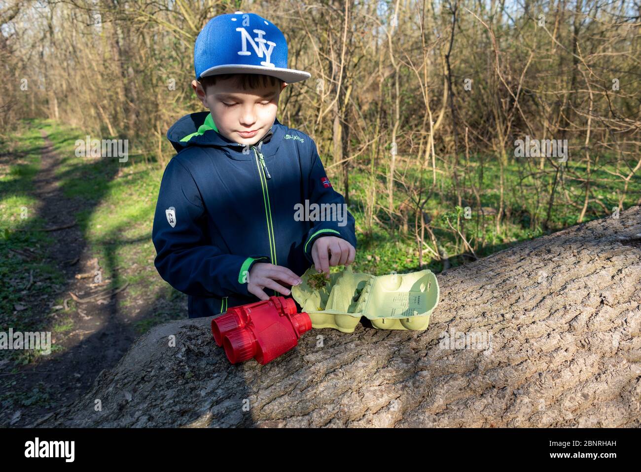 Garçon pose de la mousse dans un emballage d'oeufs, un jeu de forêt pour trouver des feuilles, fougères, mousses, plumes et petites branches. Idée de jeu dans les temps de Corona. Banque D'Images