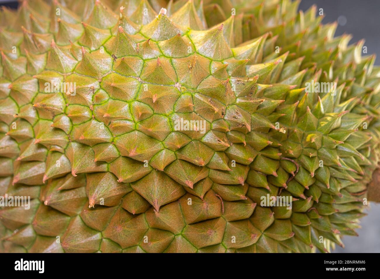 Gros plan épine de Durian le fameux fruit de Thaïlande, il est également connu comme le roi des fruits. Banque D'Images