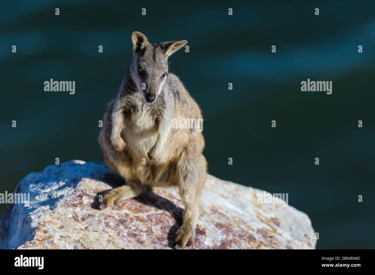 Le soleil de la roche-wallaby alliée (Petrogale assimilis) se couche parmi les roches de la paroi du barrage de Ross River Dam à Townsville, Queensland, Australie. Banque D'Images