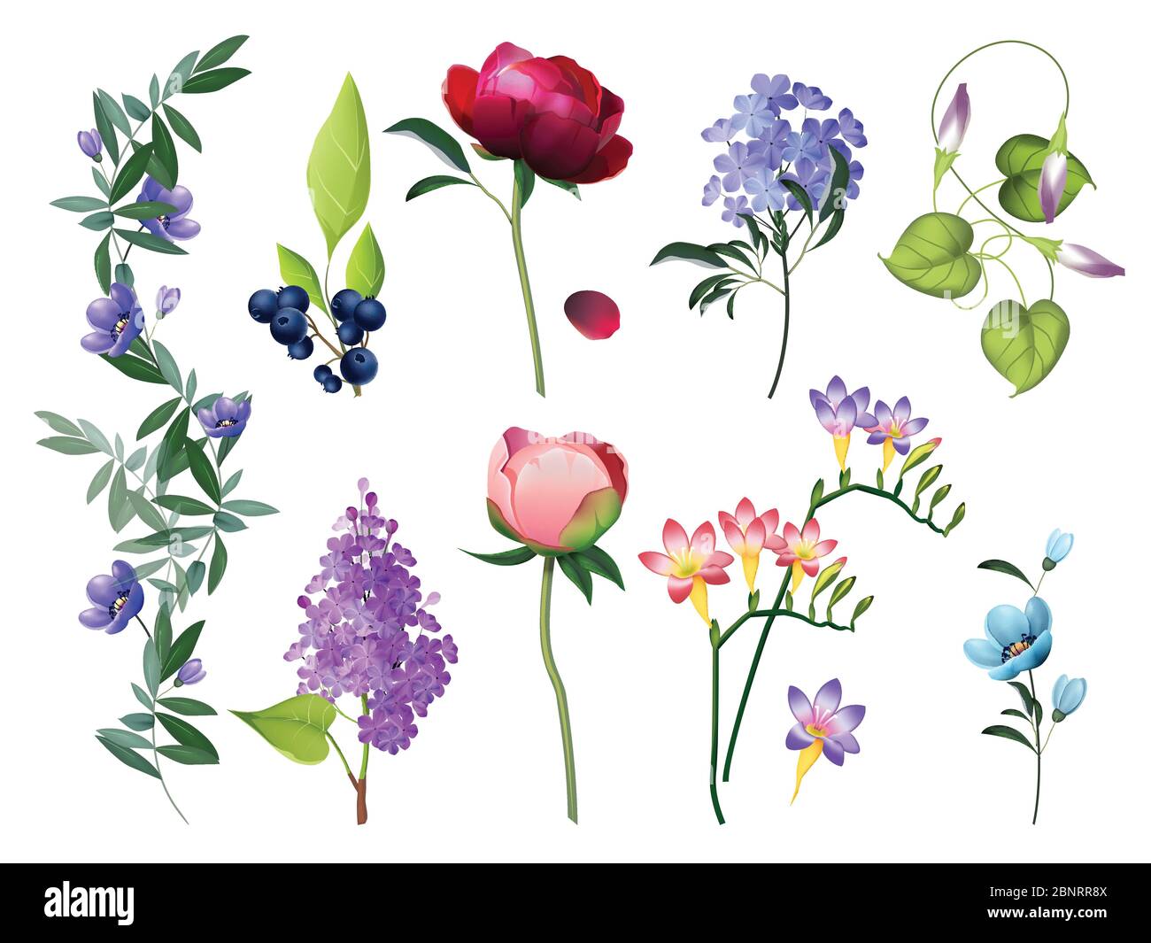 Collection florale. Mariage fleurs avec feuilles vecteur fleurs couleur ensemble d'images botaniques Illustration de Vecteur