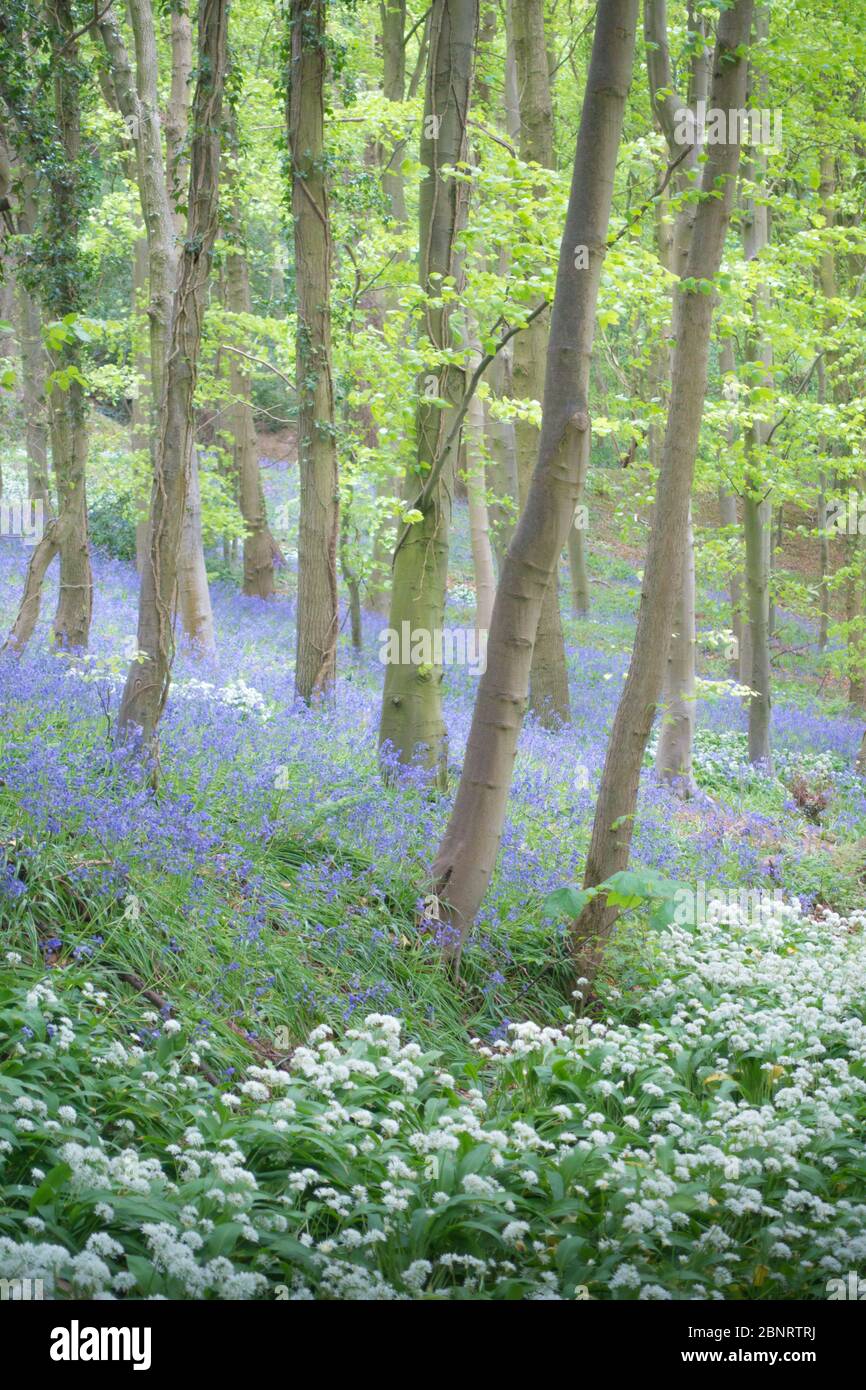 Un hêtre bois plein de fleurs sauvages comprenant des cloches et des ramsons, ail sauvage à la fin du printemps en Angleterre, avec une piste de marche traversant le bois Banque D'Images