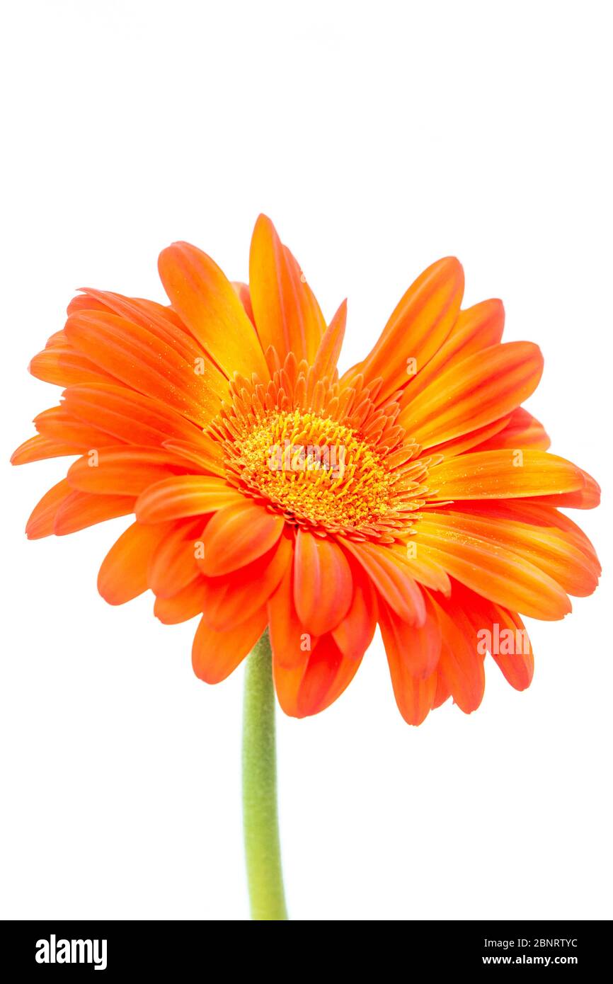 Gerbera orange de la famille des Asteraceae ou des Compositae, communément appelé famille des aster, des Marguerite, des composite ou des tournesol sur fond blanc Banque D'Images