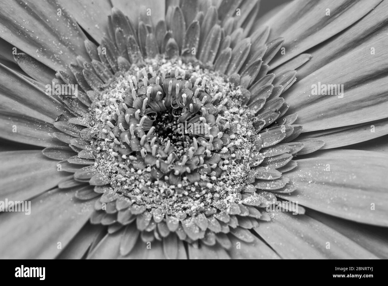 Macro de gerbera de la famille des Asteraceae ou des Compositae, communément appelée famille des aster, des Marguerite, des composite ou des tournesol en noir et blanc Banque D'Images