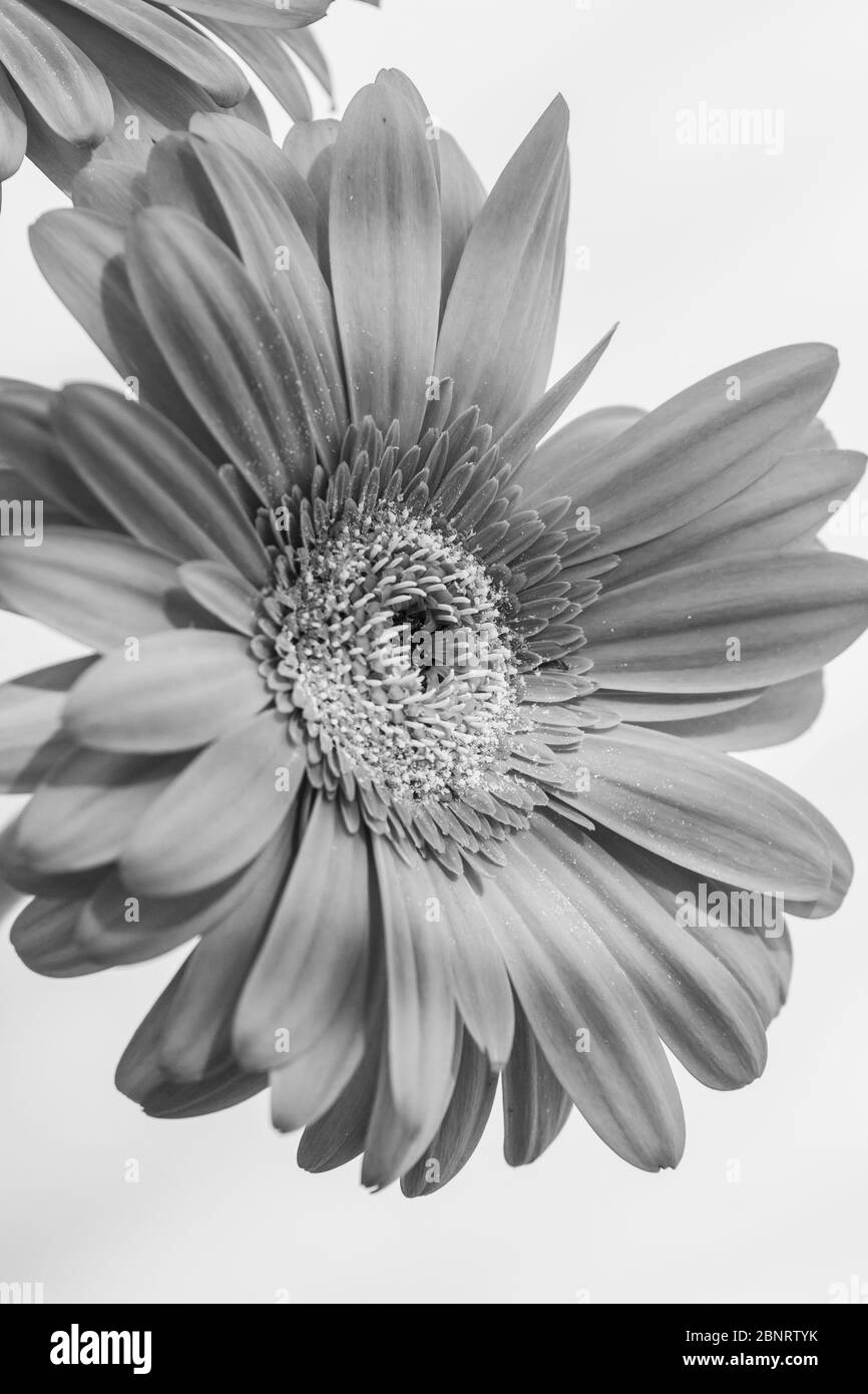 Bouquet de gerbera orange de la famille des Asteraceae ou des Compositae, communément appelé famille des aster, des Marguerite, des composite ou des tournesol en noir et Banque D'Images