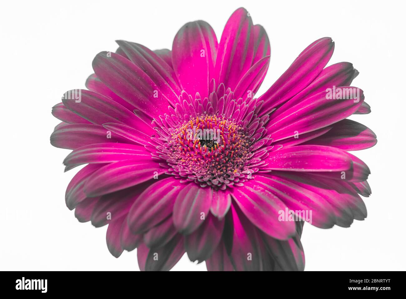 Gerbera de la famille des Asteraceae ou des Compositae, communément appelé famille des aster, des Marguerite, des composites ou des tournesol; couleurs déformées - magenta et Banque D'Images