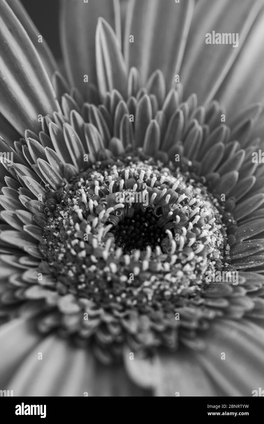 Macro de gerbera de la famille des Asteraceae ou des Compositae, communément appelée famille des aster, des Marguerite, des composite ou des tournesol en noir et blanc Banque D'Images