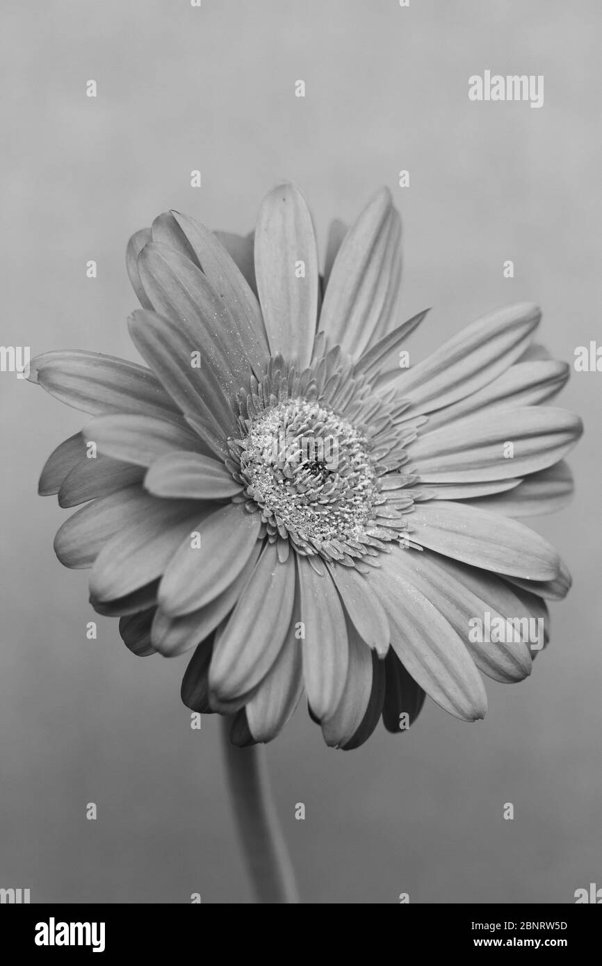 Gerbera de la famille des Asteraceae ou des Compositae, communément appelée famille des aster, des Marguerite, des composites ou des tournesol en noir et blanc Banque D'Images