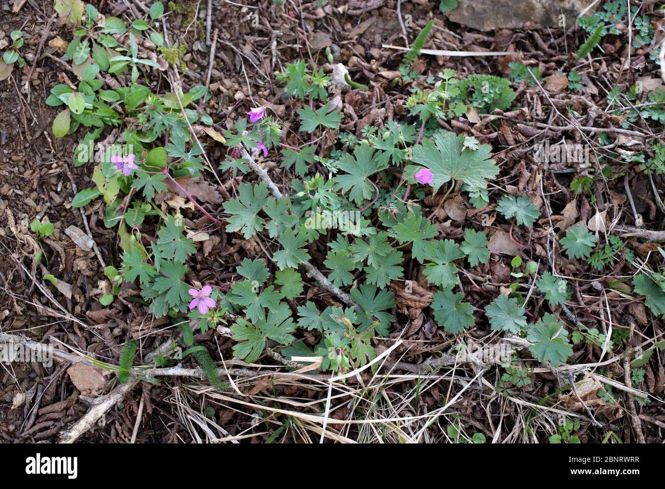 Géranium macrorrhizum, rocaille - plante sauvage au printemps. Banque D'Images