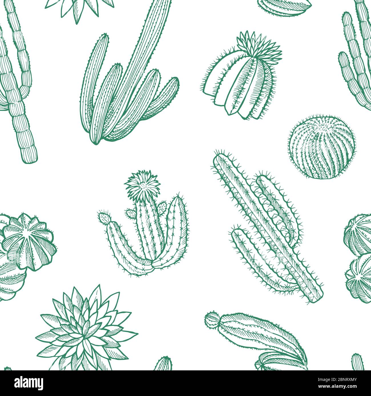 Illustration vectorielle de motifs de plantes cactus sauvages dessinées à la main Illustration de Vecteur