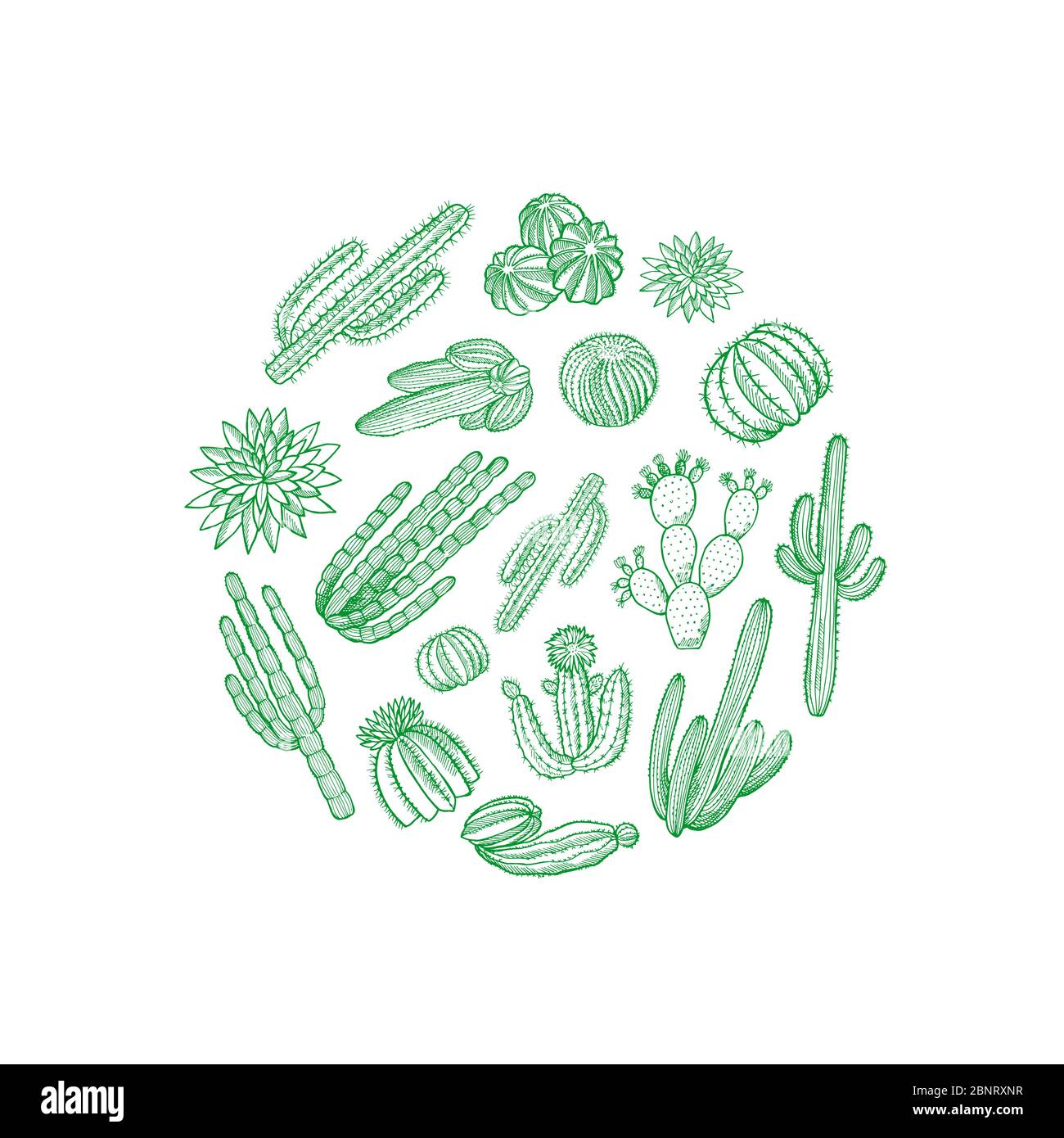Illustration vectorielle de cactus de désert dessinés à la main en forme de cercle Illustration de Vecteur