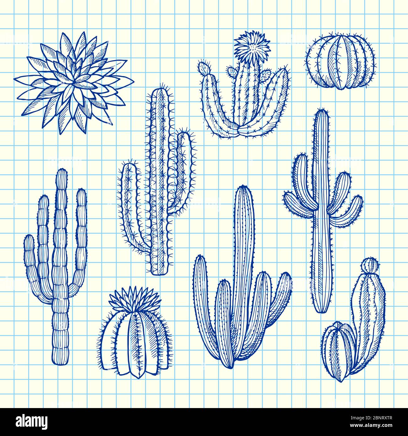 Illustration de fond de la feuille de cellules bleue représentant des plantes cactus sauvages dessinées à la main Illustration de Vecteur