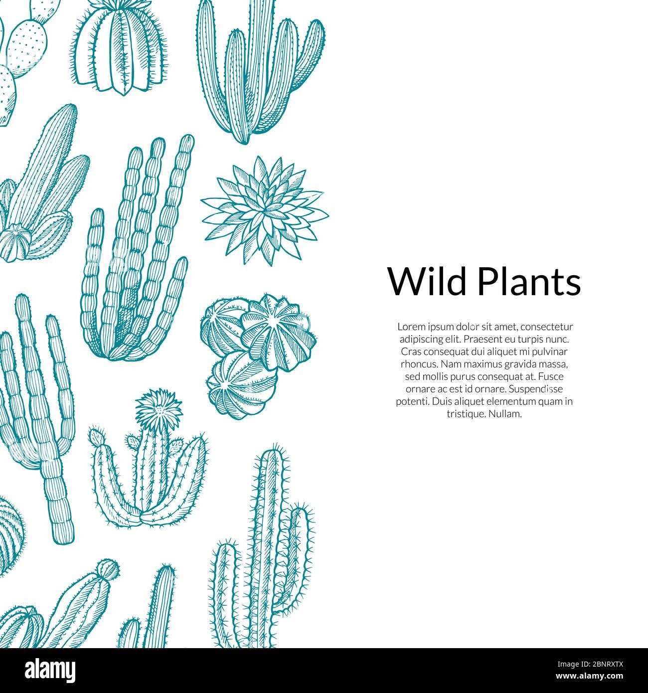 Motif Cactus. Plantes cactus sauvages dessinées à la main Illustration de Vecteur