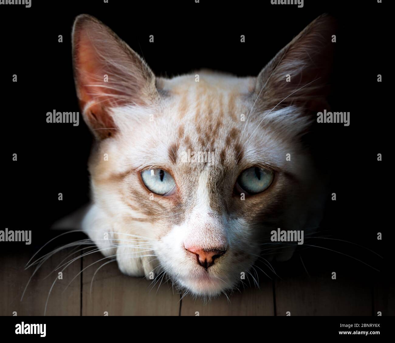 Gros Plan Cat Yeux Recouverts De Bleu Beau Chat Blanc Et Gris Isole Sur Fond Noir Photo Stock Alamy