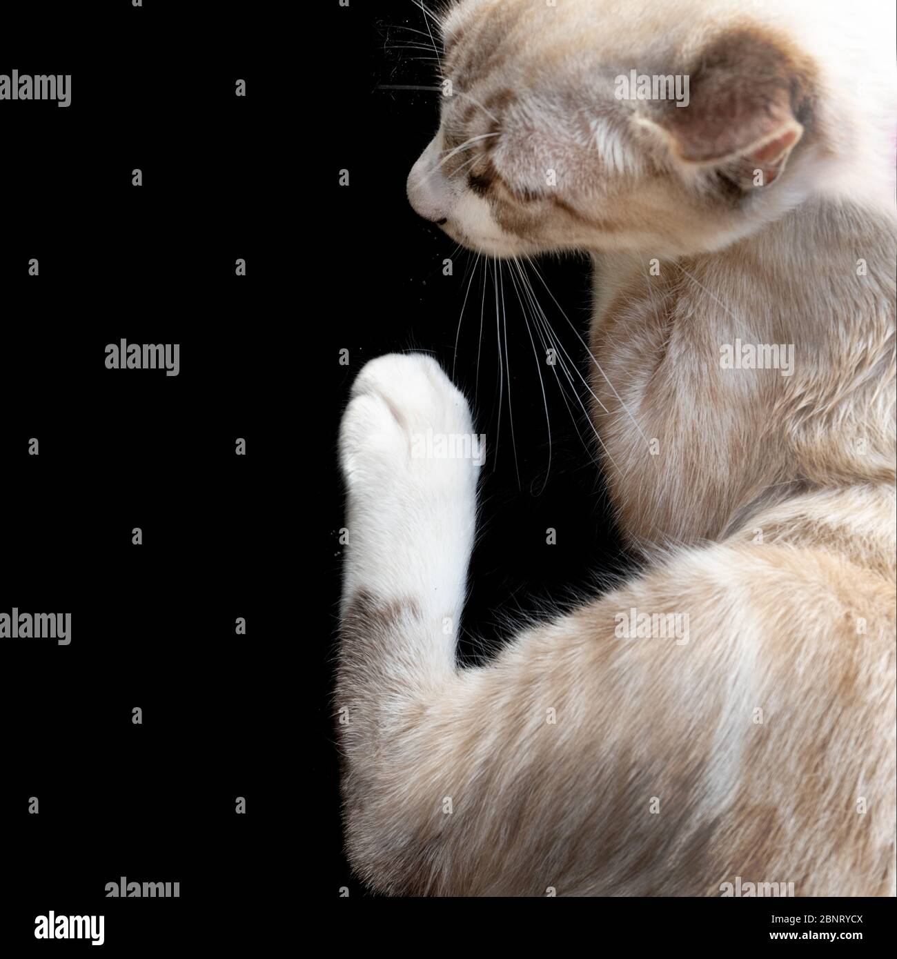 Gros Plan Cat Yeux Recouverts De Bleu Beau Chat Blanc Et Gris Isole Sur Fond Noir Photo Stock Alamy
