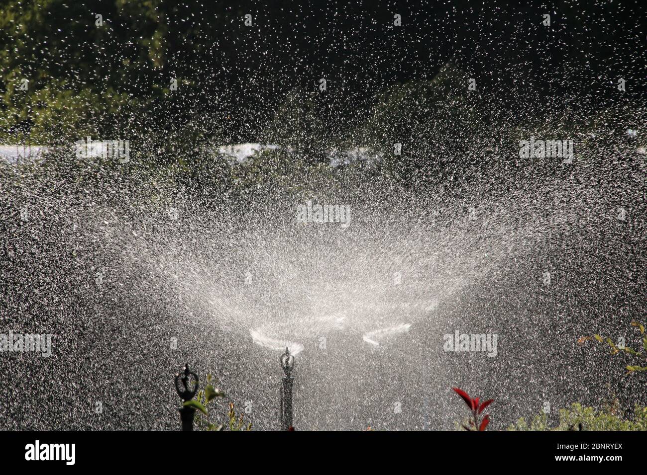 arroseurs arroseurs irriguant les plantes Banque D'Images