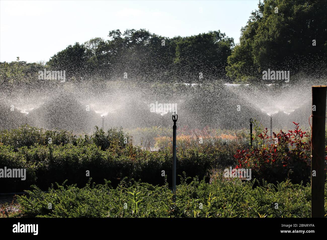 arroseurs arroseurs irriguant les plantes Banque D'Images