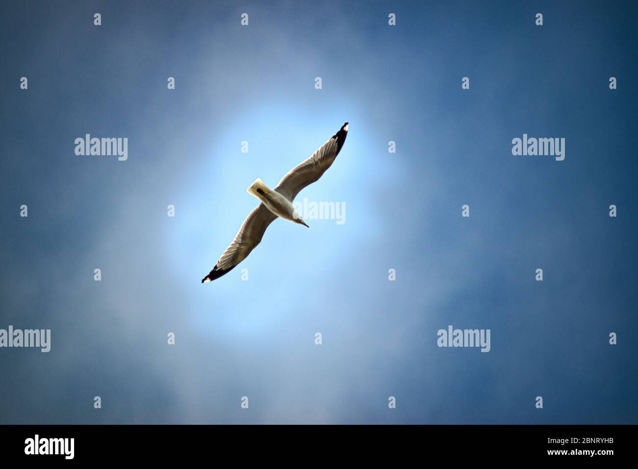 Seagull planeur au-dessus de la tête Banque D'Images