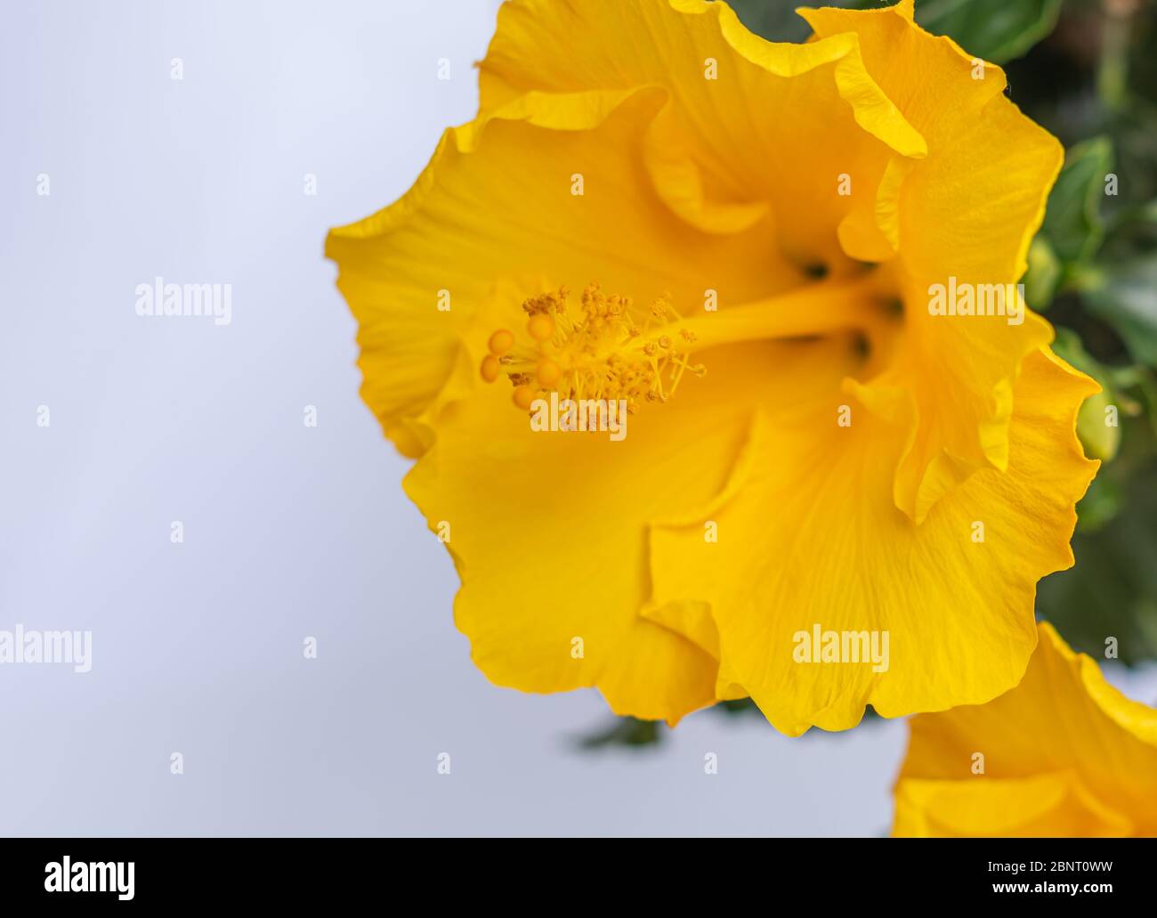 hibiscus fleur jaune gros plan. hibiscus rosa sinensis. Mise au point sélective Banque D'Images