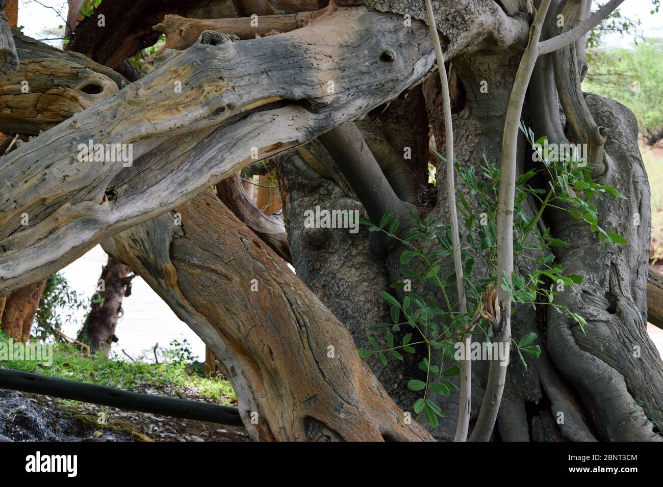 Arbres à moteur dans la nature, réserve nationale de Samburu, Kenya Banque D'Images