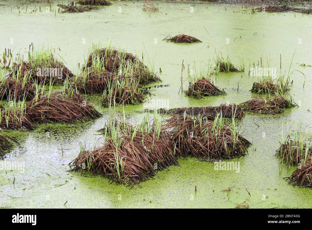 Marais avec bosses, herbe et boue verte. Duckweed à la surface de l'eau. Étang surcultivé. Carottes avec grenouilles. Tourbière humide dangereuse. Banque D'Images