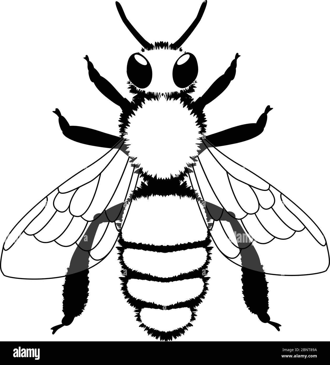 Abeille. Illustration vectorielle noir et blanc. Isolé sur blanc Illustration de Vecteur