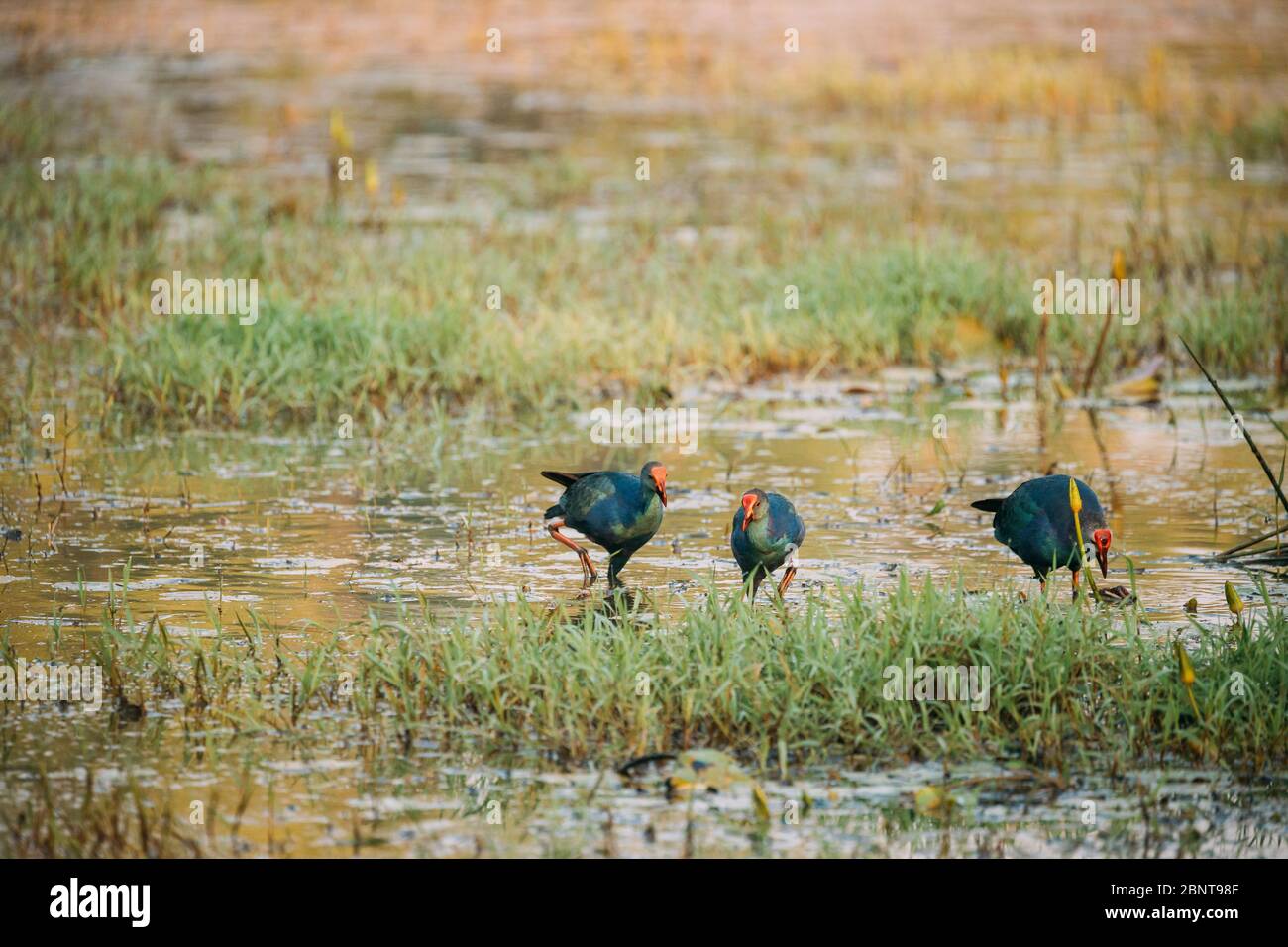 Goa, Inde. Trois oiseaux de marais à tête grise le matin à la recherche de nourriture dans le marais. Porphyrio Poliocephalus. Banque D'Images