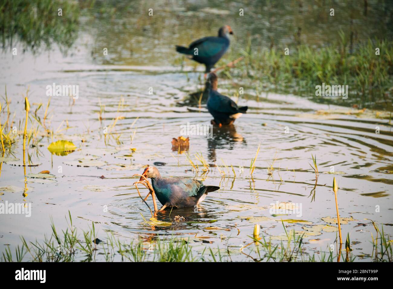 Goa, Inde. Trois oiseaux de marais à tête grise le matin à la recherche de nourriture dans le marais. Porphyrio Poliocephalus. Banque D'Images