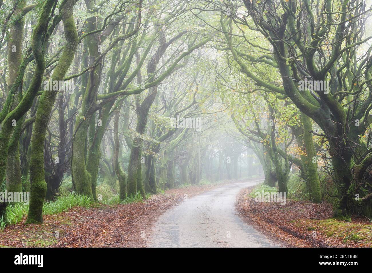 Matin brumeux le long d'une route bordée d'arbres, Cornwall Banque D'Images