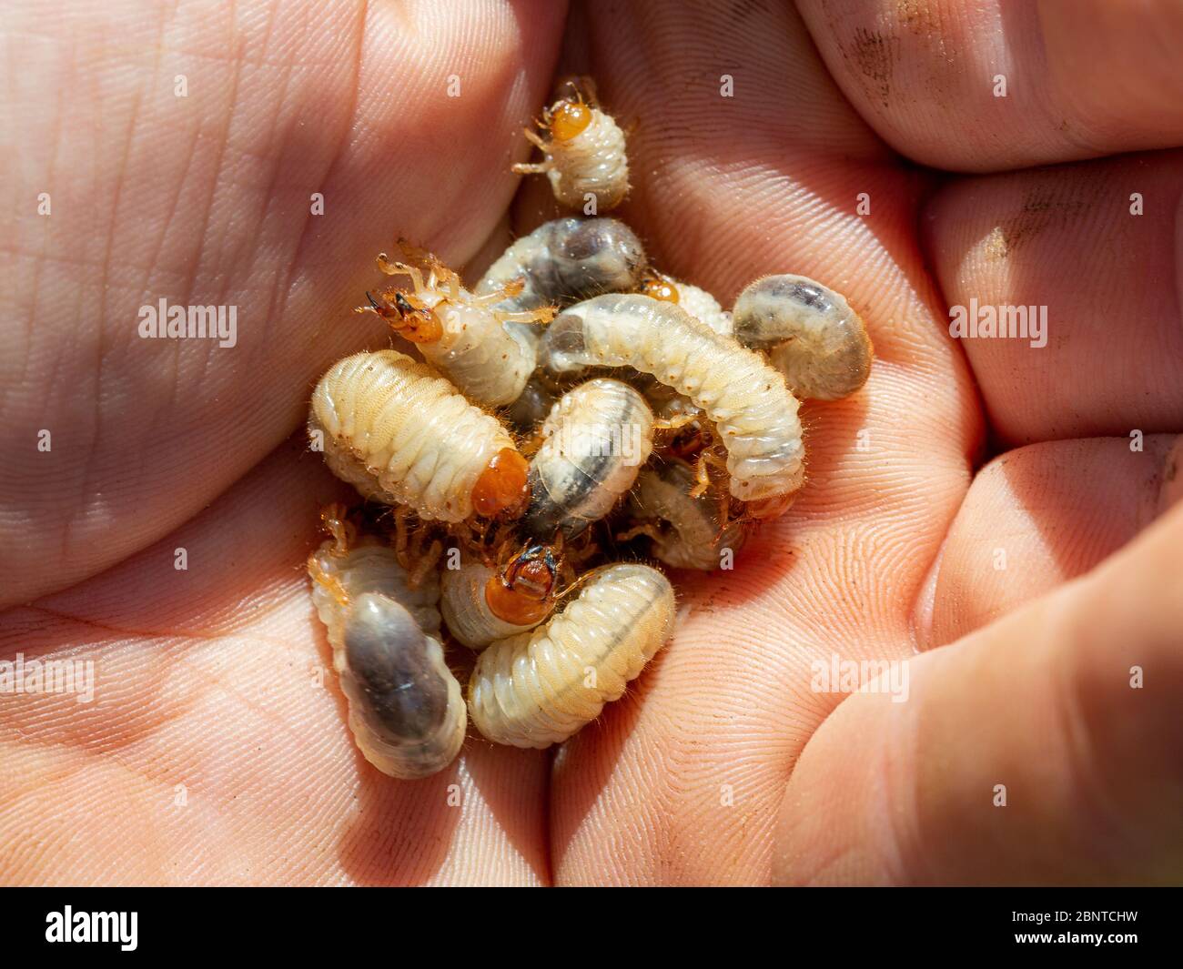 Vue du haut gros plan de nombreux larvés de scarabée ou de larves de chafer (scarabaeidae) vivant dans le sol d'une pelouse, récoltés dans la main pendant le jardinage. Banque D'Images