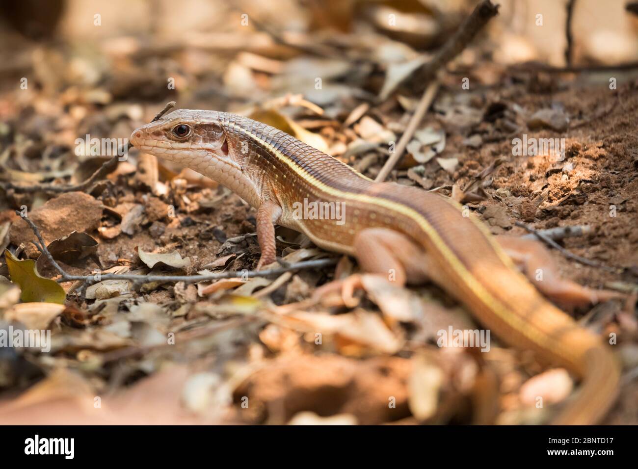 Lézard à jaune Banque de photographies et d’images à haute