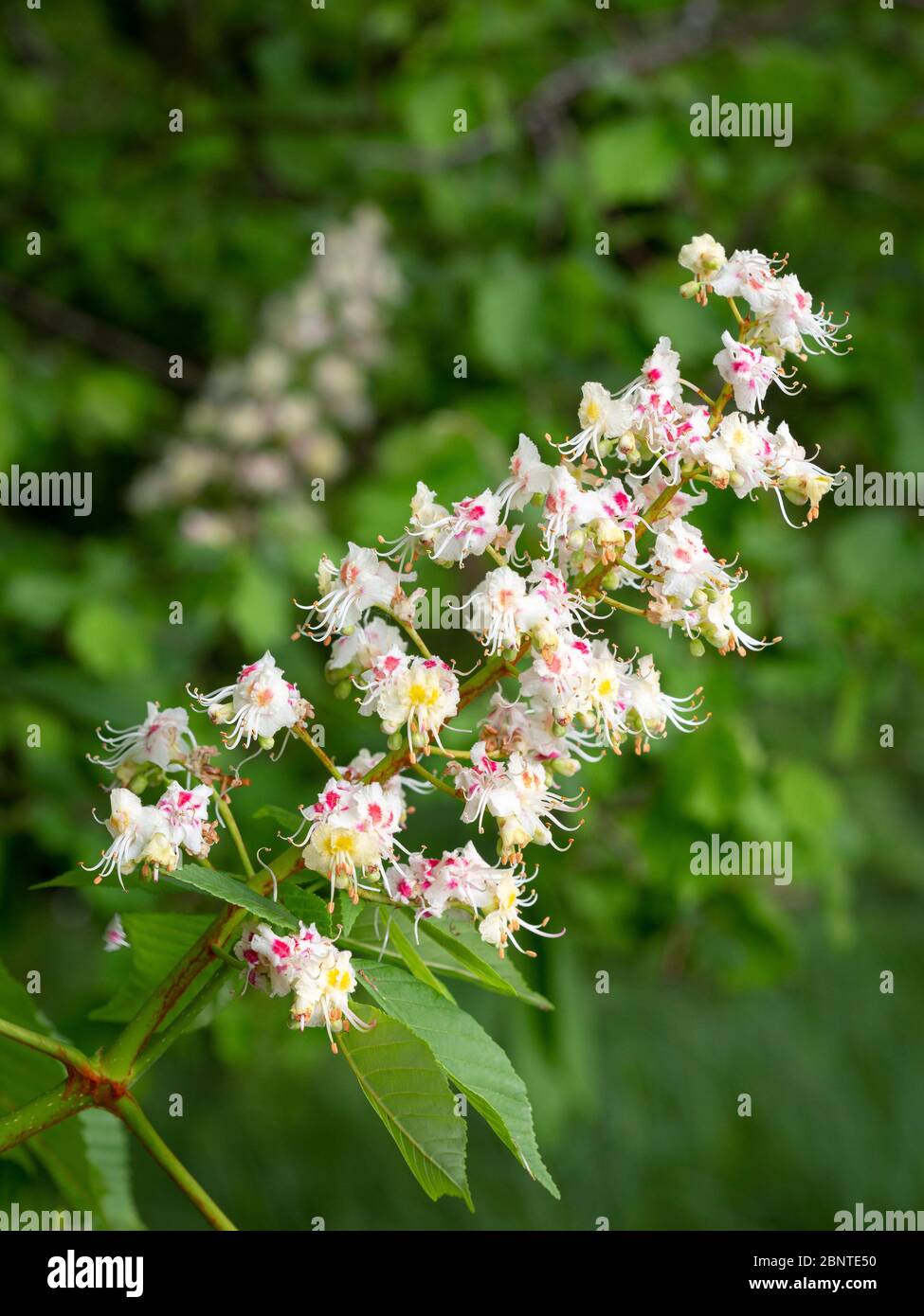 Fleur d'inflorescence d'un saumon rouge ou d'un châtaigne à cheval (Aesculus hippocastanum). Banque D'Images