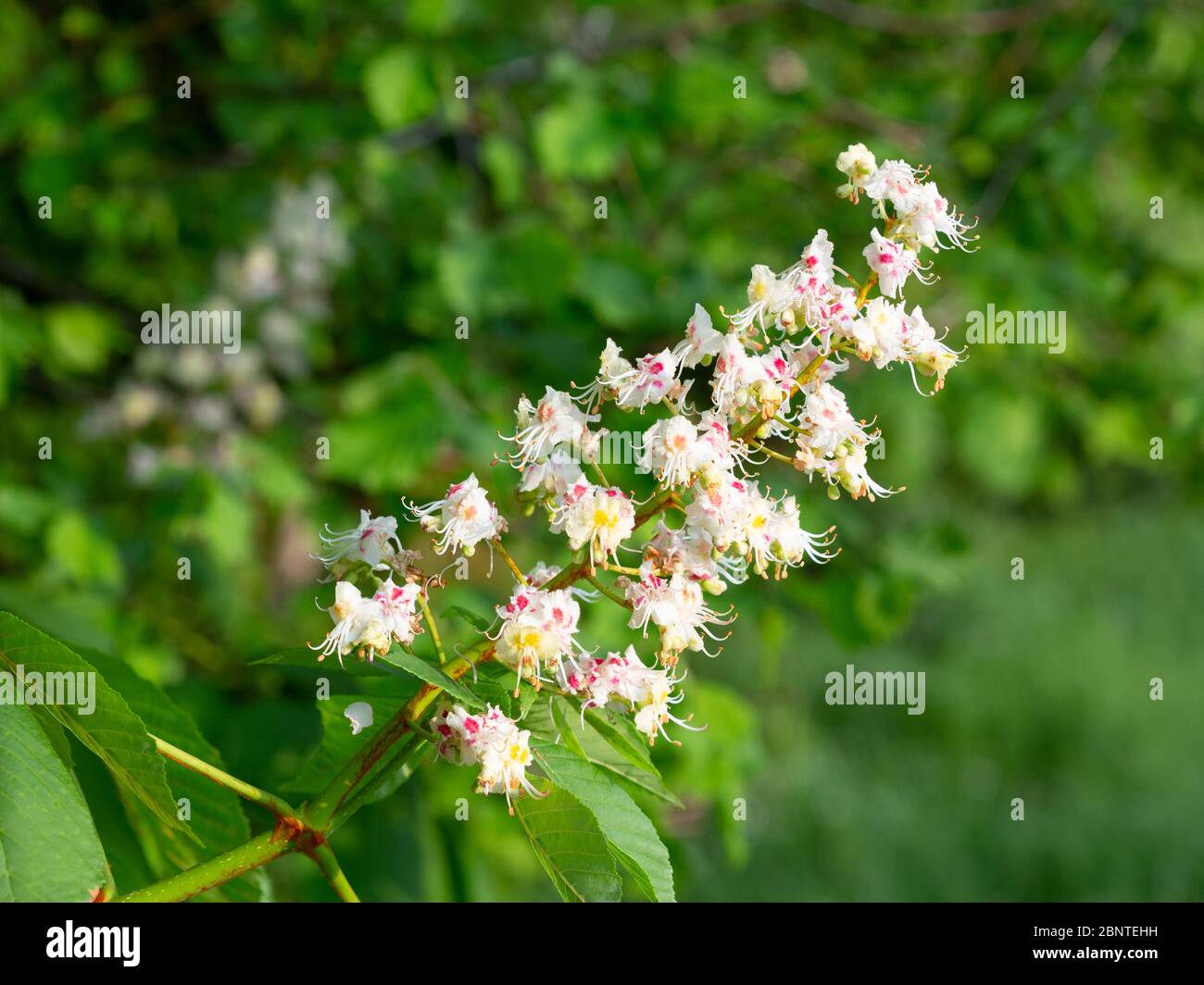 Fleur d'inflorescence d'un saumon rouge ou d'un châtaigne à cheval (Aesculus hippocastanum). Banque D'Images