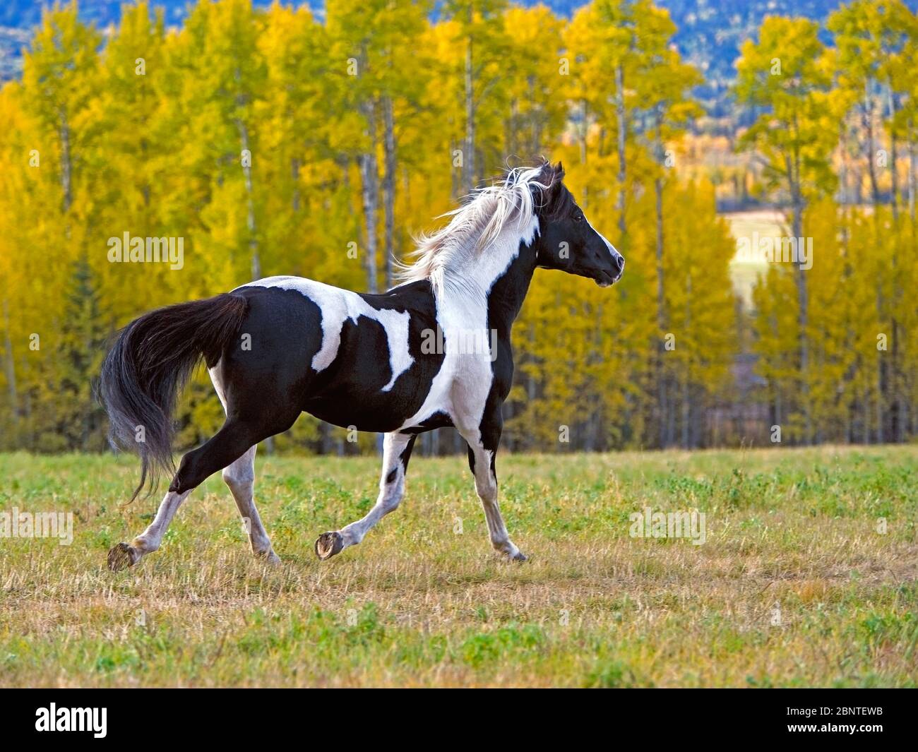 Magnifique Tobiano Pinto Stallion en cours d'exécution libre dans la prairie d'automne. Banque D'Images