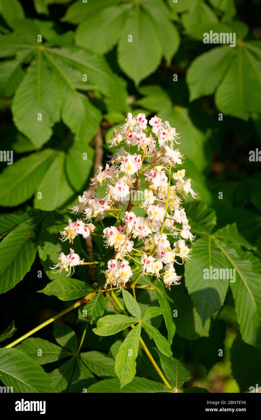 Fleur d'inflorescence d'un saumon rouge ou d'un châtaigne à cheval (Aesculus hippocastanum). Banque D'Images