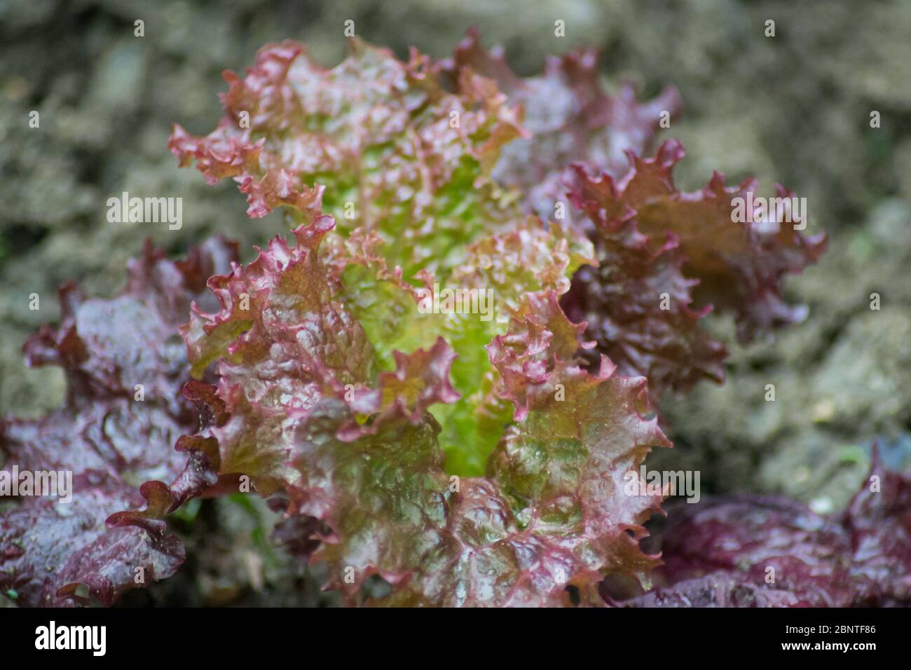 Petite laitue feuilles rouges, texture, plante biologique pour salade fraîche, comestible, potager Banque D'Images