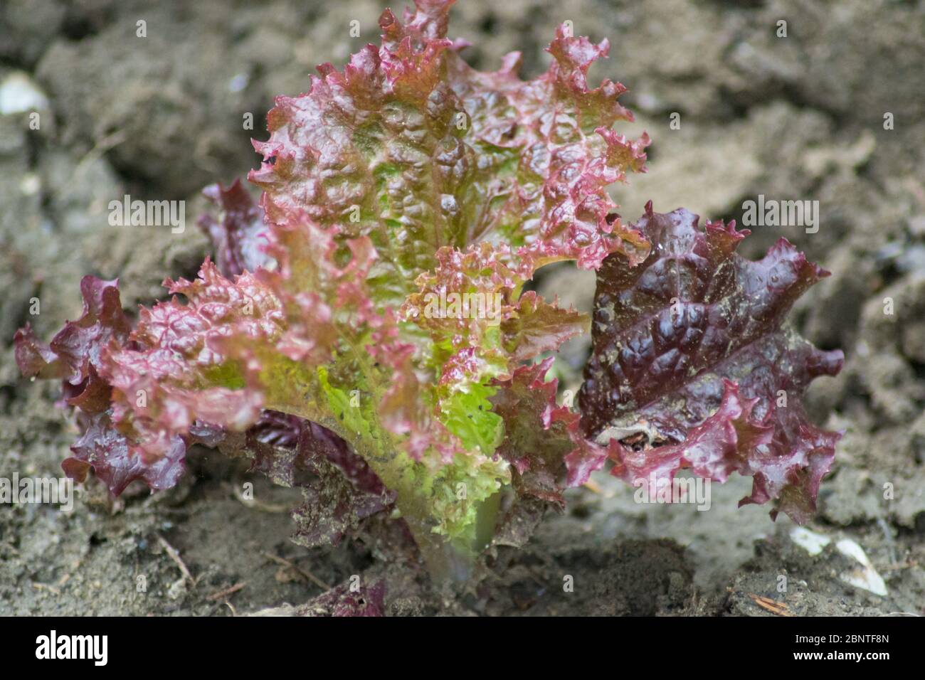 Petite laitue feuilles rouges, texture, plante biologique pour salade fraîche, comestible, potager Banque D'Images
