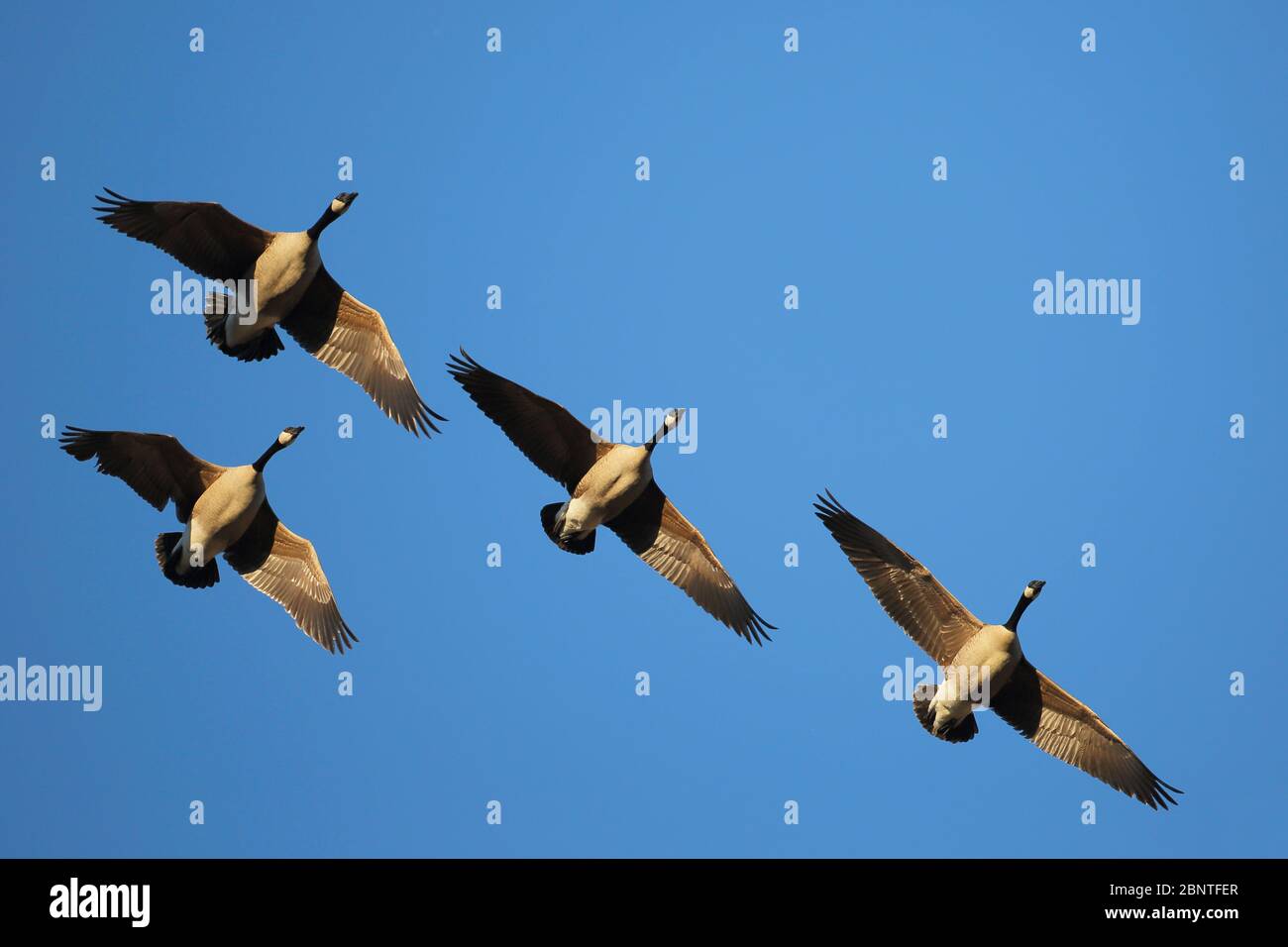 Quatre Bernaches du Canada se dirigent ensemble en vol, le jour du printemps, dans un ciel bleu ensoleillé, vers le nord, sur leur chemin de migration. Banque D'Images