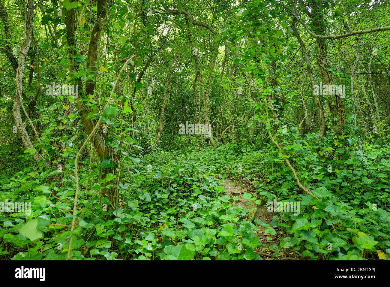 Forêt verte au printemps avec feuillage dense Banque D'Images