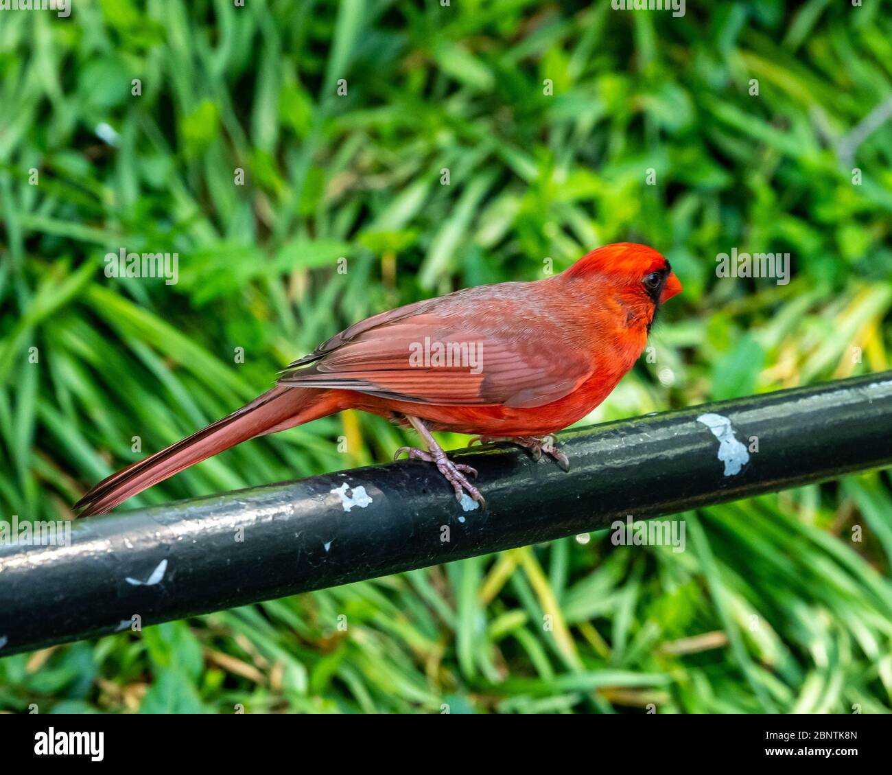 New York, États-Unis, 15 mai 2020. Un cardinal du Nord (cardinalis cardinalis) mâle dans le Central Park de New York. Crédit: Enrique Shore/Alay stock Ph Banque D'Images