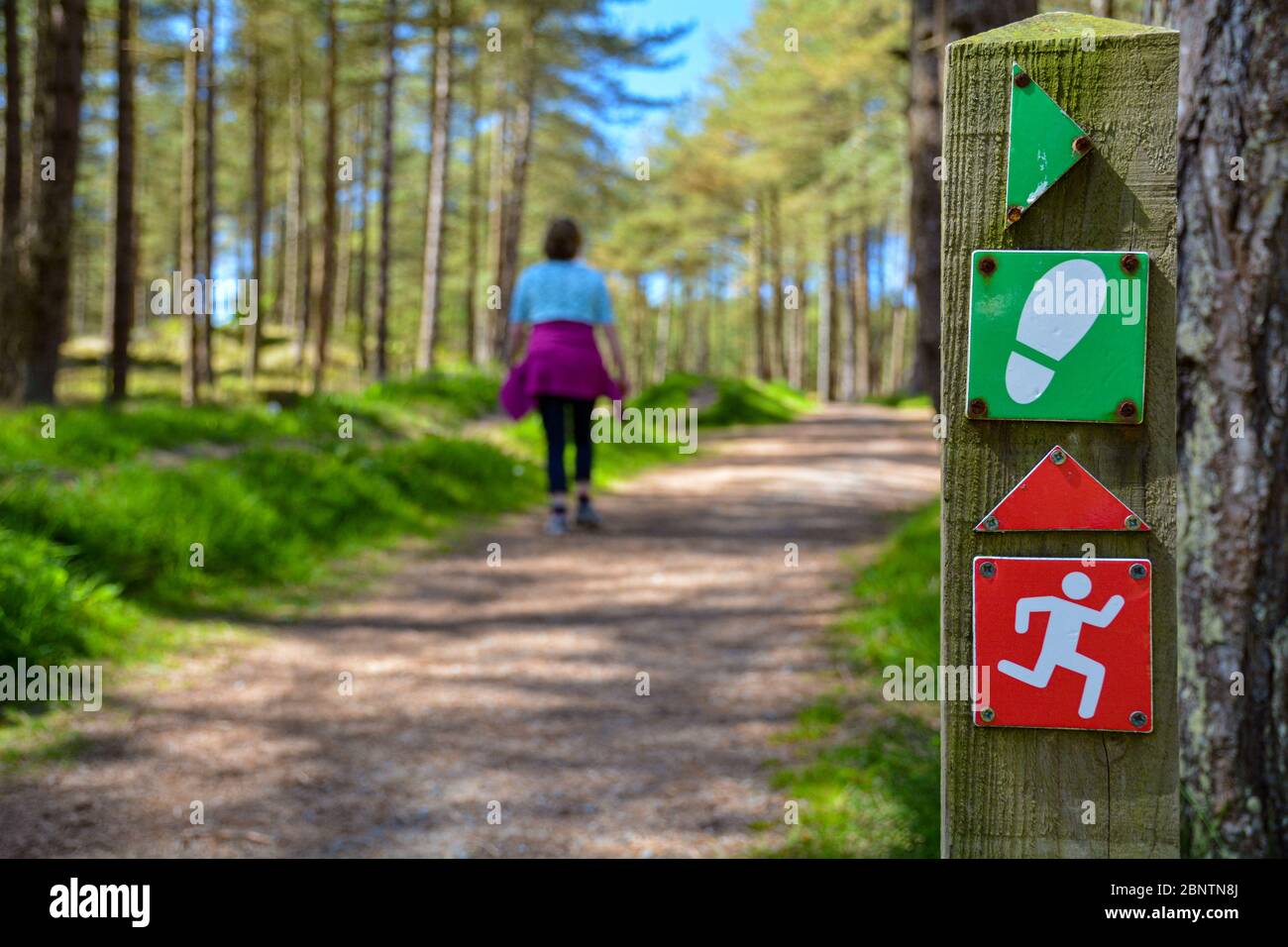 Femme marchant dans la forêt de Newborough sur Anglesey avec des panneaux de chemin de pied montrant le chemin Banque D'Images