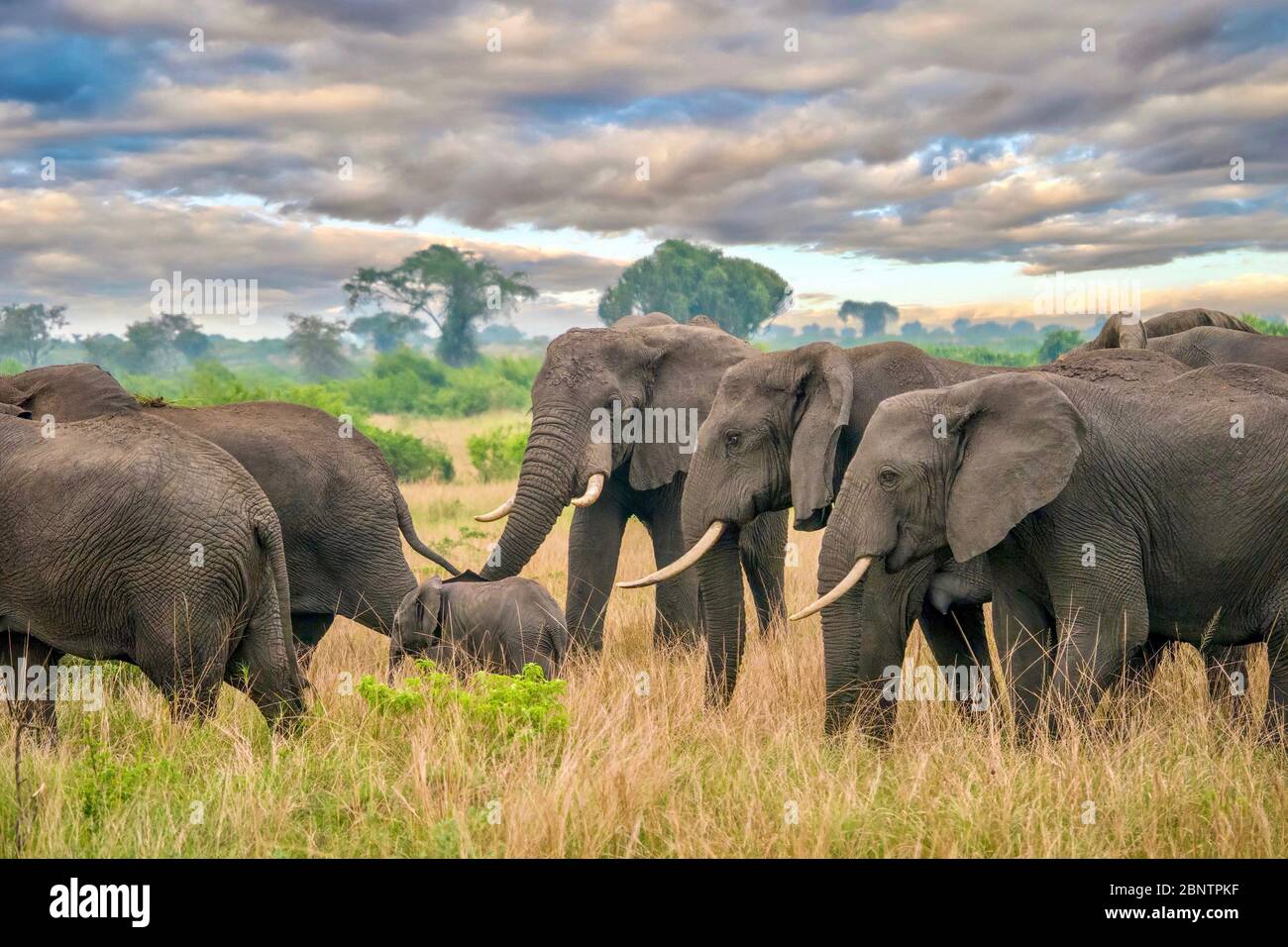 Un troupeau d'éléphants d'Afrique féminins (Loxodonta africana) protège un jeune veau en marchant dans le magnifique paysage de la reine Elizabeth N.P. Banque D'Images