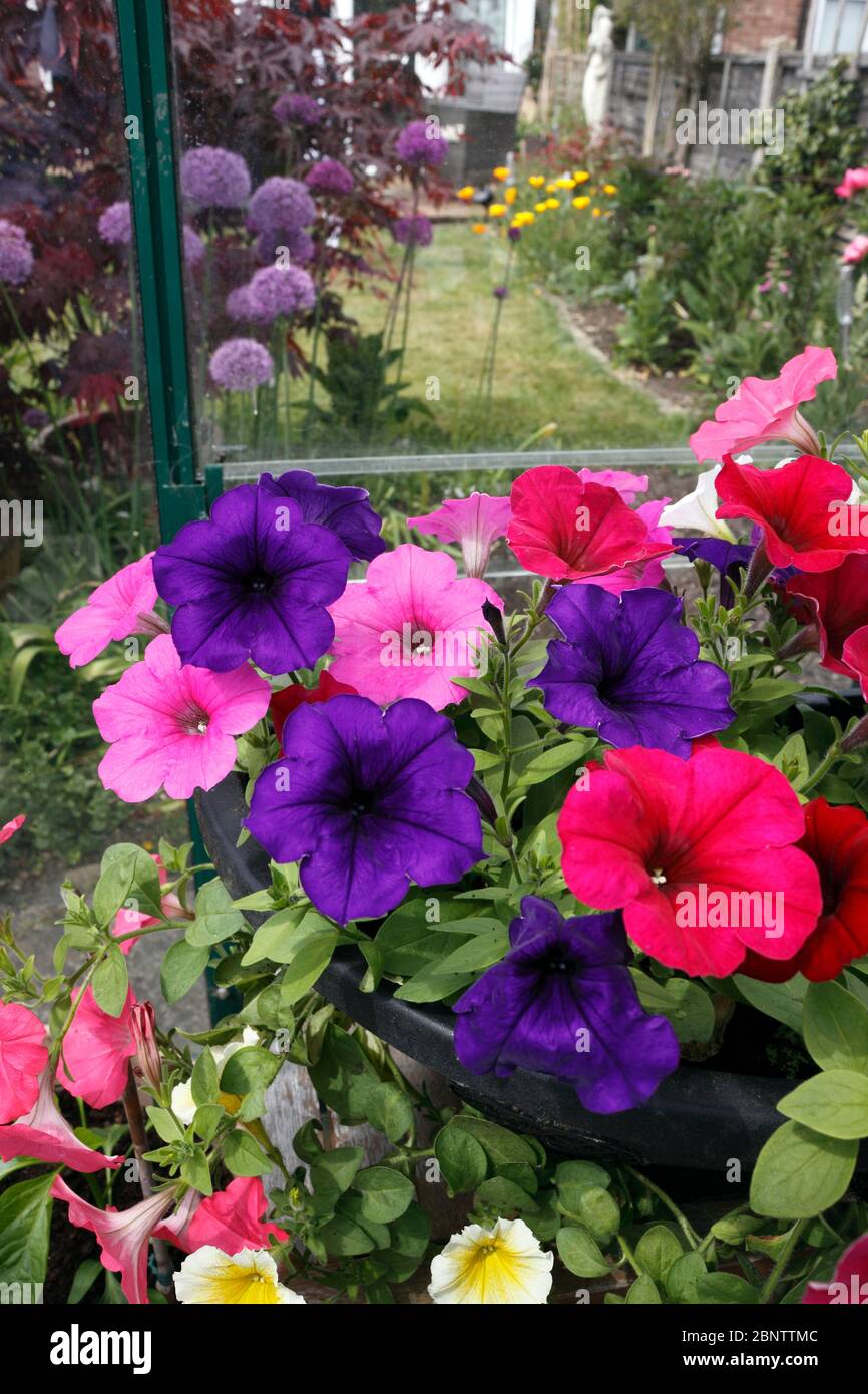 Pétunia VAGUE FACILE Banque D'Images