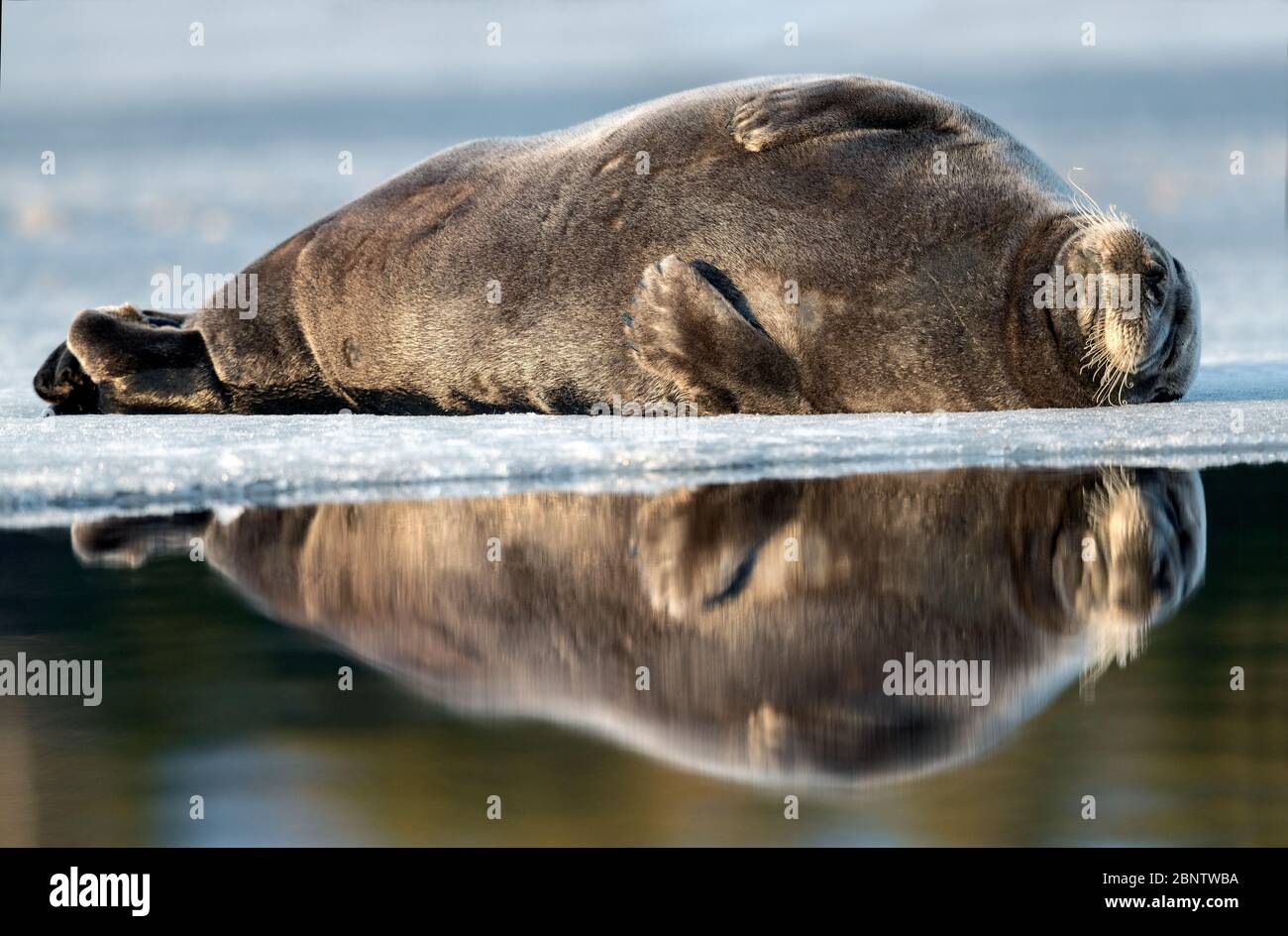 Joint reposant sur un floe de glace. Le joint à barbes, également appelé joint à bascule carré. Nom scientifique: Erignathus barbatus. Mer blanche, Russie Banque D'Images