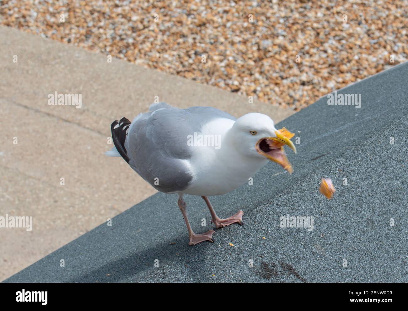 Lyme Regis, Dorset, Royaume-Uni. 16 mai 2020. Météo au Royaume-Uni: Un mouette accueille la réouverture des étals de glace et des plats à emporter comme les restrictions de verrouillage du coronavirus sont assouplies et les gens retournent à la plage à Lyme Regis. Ce petit cachin s'est aidé à quelqu'un de cornet de glace alors qu'ils marchaient le long du front de mer. Crédit : Celia McMahon/Alay Live News Banque D'Images