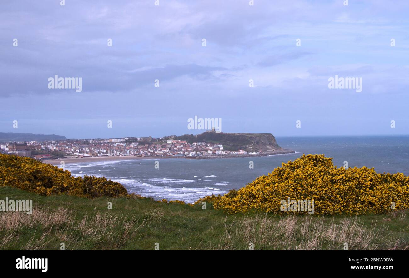 La gorse est l'une des plantes les plus éalrides à fleurir à la première chante du printemps. Ces arbustes pickly poussent bien sur la falaise balayée des victoires de l'aco de la mer du Nord Banque D'Images